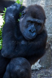 Lowland gorilla