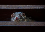 Ringtail possum peering over shutter