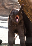 Tukta, the newest Asian elephant baby at Taronga