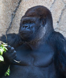 Kibabu, silverback lowland gorilla