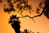 Palm and gum tree
