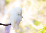 Preening sulphur crested cockatoo on pastel background