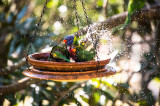 Rainbow lorikeets taking a bath