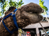 Close up of camel using fisheye lens