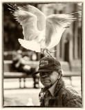 Man with seagulls on head