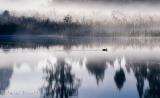 Duck in mist at Lake Matheson - cropped.