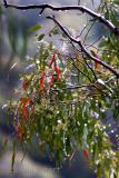 Gum leaves at Thredbo