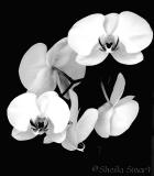 Moth orchid in mono