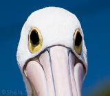 Pelican close crop - 1/1250 f/4 at 105.00 mm