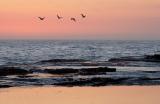 Four pelicans at sunrise