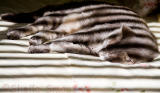 Stripes on stripes