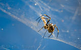 Golden orb spider