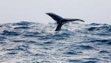 Fluke of humpback whale