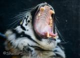 Tiger yawn