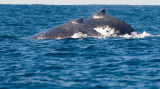 Humpback whale and calf