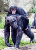 Baby chimpanzee on back of mother