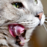 Dougal's tongue
