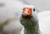 Barnyard goose