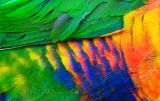 Lorikeet feathers