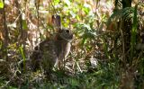 Rabbit  in wetlands