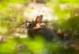 Bunny through shrubs