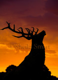 Stag silhouette
