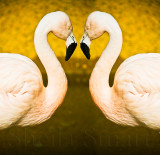 Flamingo mirror image