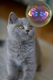 British blue kitten with bubble
