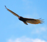 Turkey Vulture (turkey buzzard) 3388_1.jpg