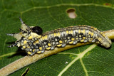 Introduced Pine Sawfly larva - Diprion similis