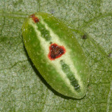 4654 - Abbreviated Button Slug - Tortricidia flexuosa