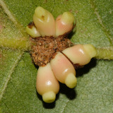 Dryocosmus deciduus (galls)