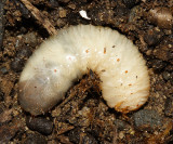Scarab Beetle larva