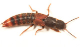 Platydracus cinnamopterus complex