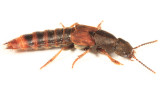 Platydracus cinnamopterus complex