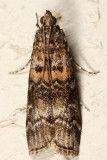 5852 - Zimmerman Pine Moth - Dioryctria zimmermani 