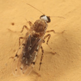 Alluaudomyia paraspina (female)