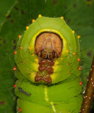 7757 - Polyphemus Moth caterpillar - Antheraea polyphemus