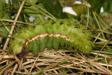 7746 - Io Moth caterpillar - Automeris io