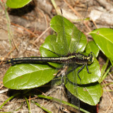 Black-shouldered Spinyleg - Dromogomphus spinosus