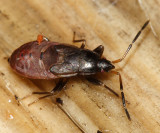 Gastrodes sp. nymph