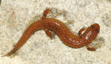 Northern Spring Salamander - Gyrinophilus porphyriticus