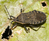Squash Bug - Anasa tristis
