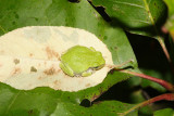 Gray Tree Frog - Hyla versicolor