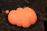 Lycogala epidendrum (Wolfs Milk Slime)