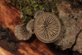 Resupinatus sp.