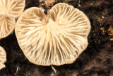 Cheimonophyllum candidissimum (White Oysterette)