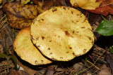 Suillus americanus