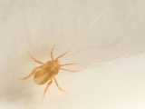 Cocceupodidae - Linopodes sp.