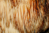 Hericium americanum